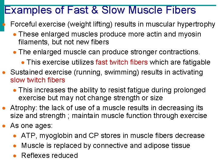 Examples of Fast & Slow Muscle Fibers Forceful exercise (weight lifting) results in muscular