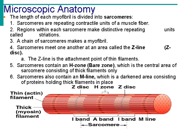 Microscopic Anatomy The length of each myofibril is divided into sarcomeres: 1. Sarcomeres are