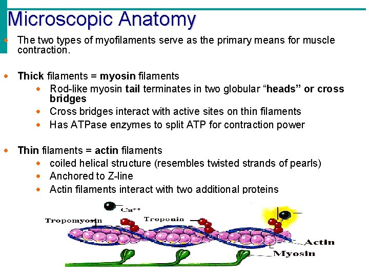 Microscopic Anatomy The two types of myofilaments serve as the primary means for muscle