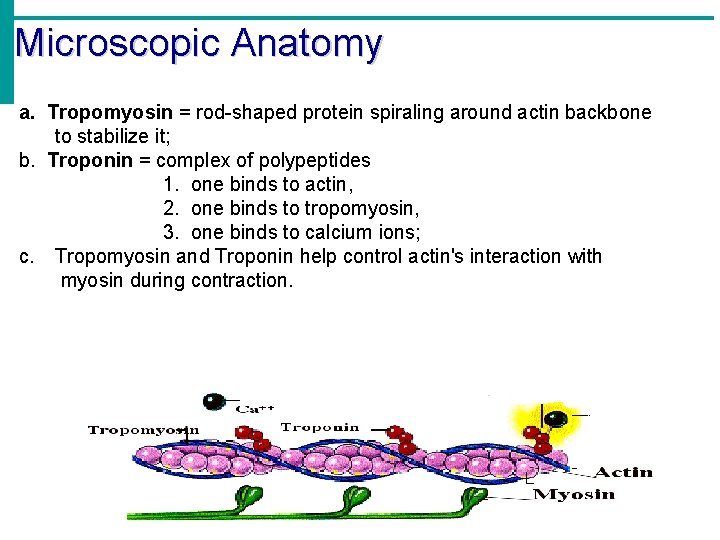 Microscopic Anatomy a. Tropomyosin = rod-shaped protein spiraling around actin backbone to stabilize it;