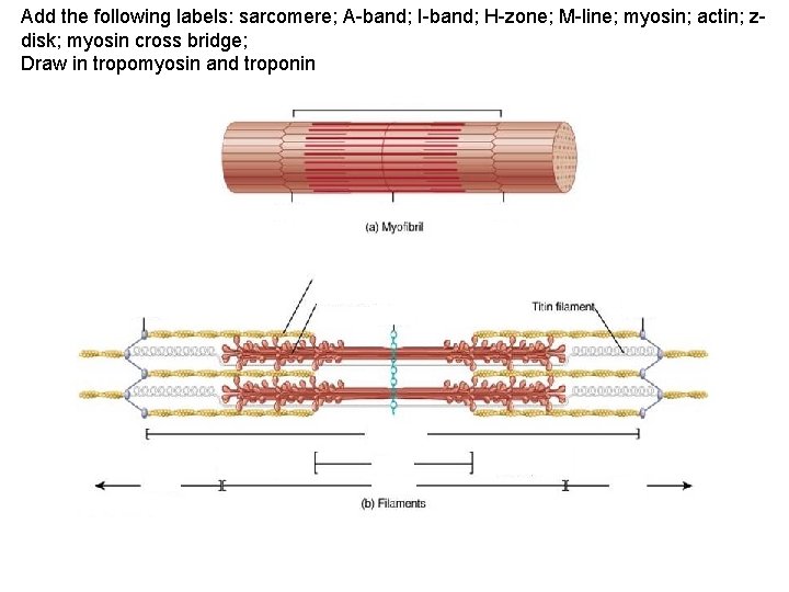 Add the following labels: sarcomere; A-band; I-band; H-zone; M-line; myosin; actin; zdisk; myosin cross