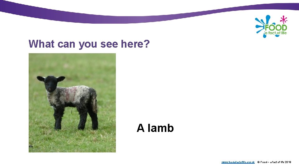 What can you see here? A lamb www. foodafactoflife. org. uk © Food –