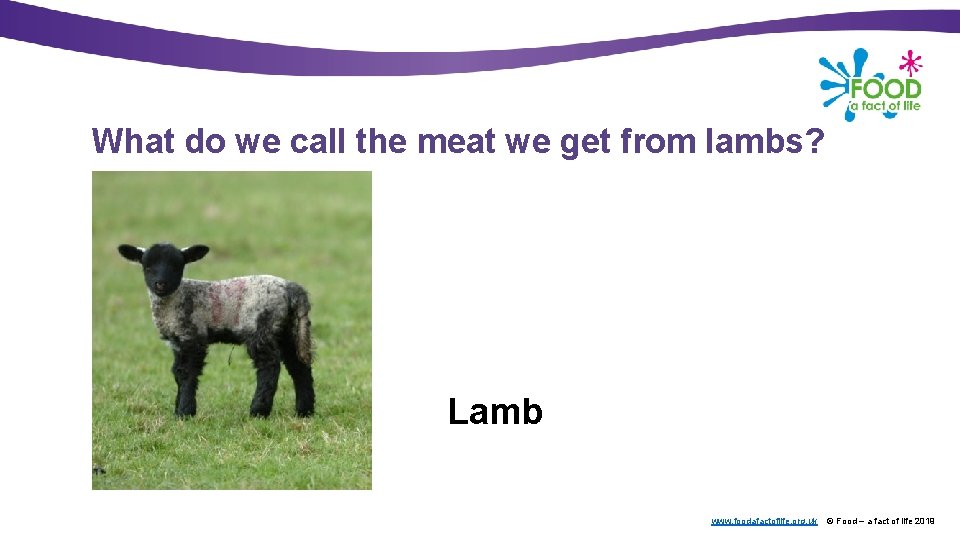 What do we call the meat we get from lambs? Lamb www. foodafactoflife. org.