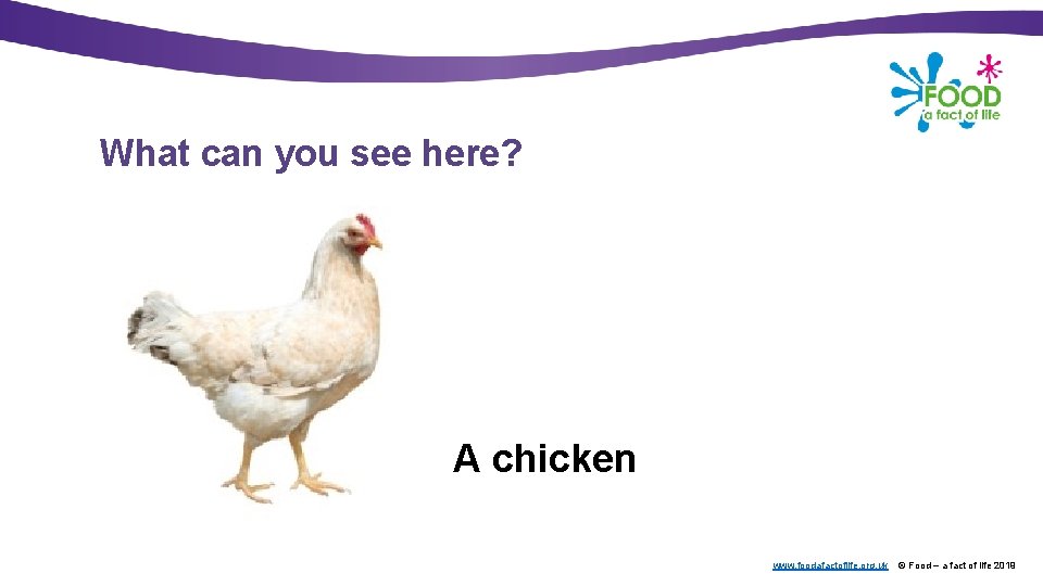 What can you see here? A chicken www. foodafactoflife. org. uk © Food –