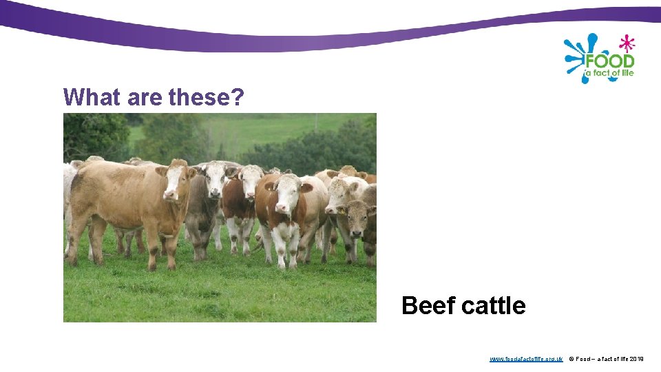 What are these? Text here Beef cattle www. foodafactoflife. org. uk © Food –