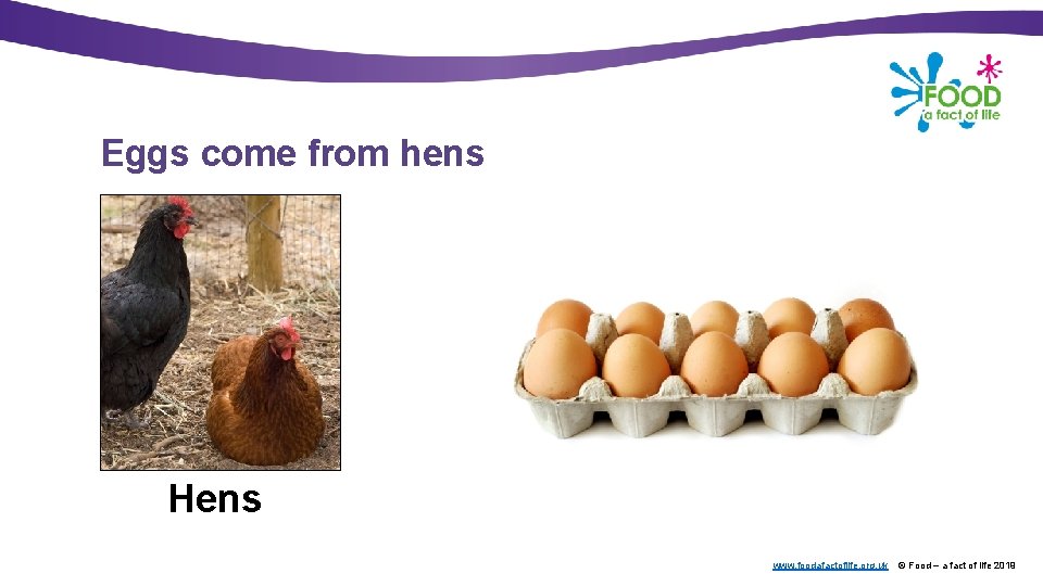 Eggs come from hens Hens www. foodafactoflife. org. uk © Food – a fact