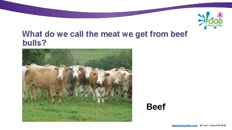 What do we call the meat we get from beef bulls? Text here Beef