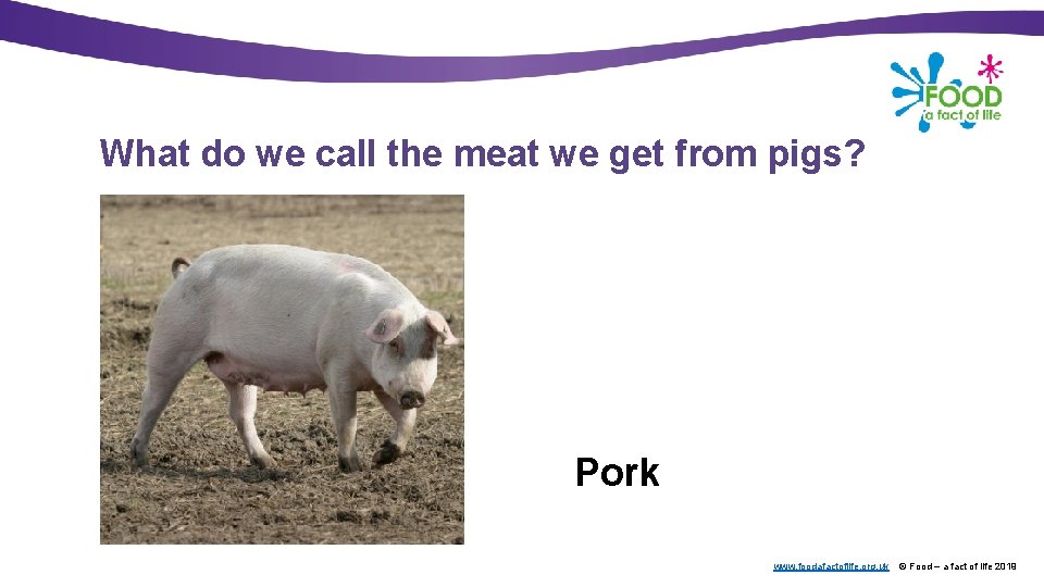 What do we call the meat we get from pigs? Pork www. foodafactoflife. org.