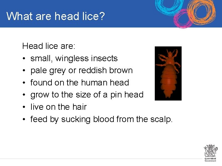 What are head lice? Head lice are: • small, wingless insects • pale grey