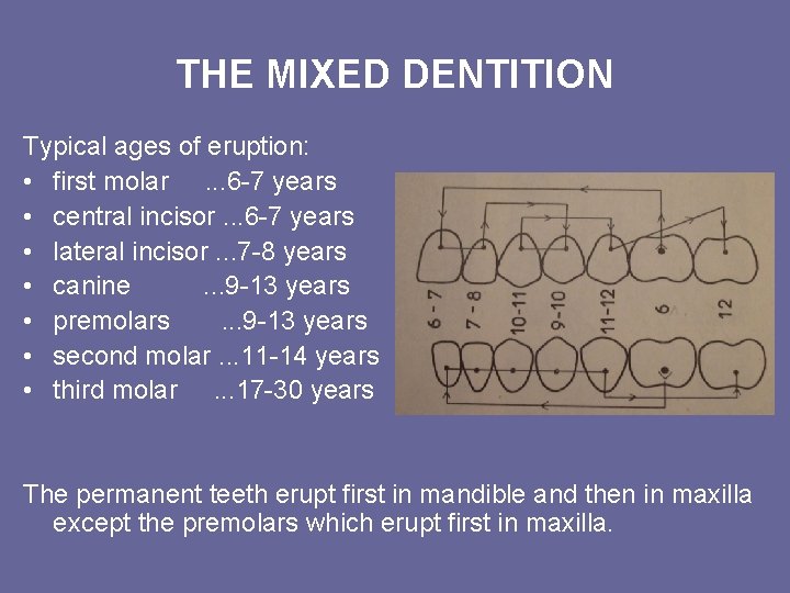 THE MIXED DENTITION Typical ages of eruption: • first molar. . . 6 -7 THE MIXED DENTITION Typical ages of eruption: • first molar. . . 6 -7