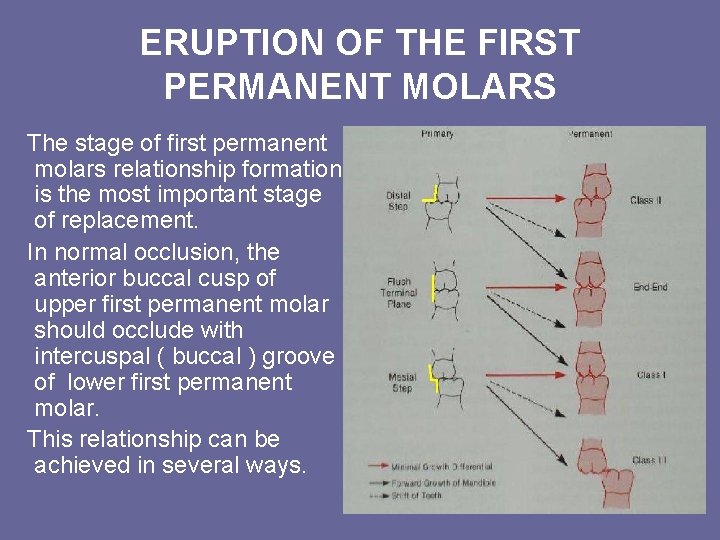 ERUPTION OF THE FIRST PERMANENT MOLARS The stage of first permanent molars relationship formation ERUPTION OF THE FIRST PERMANENT MOLARS The stage of first permanent molars relationship formation