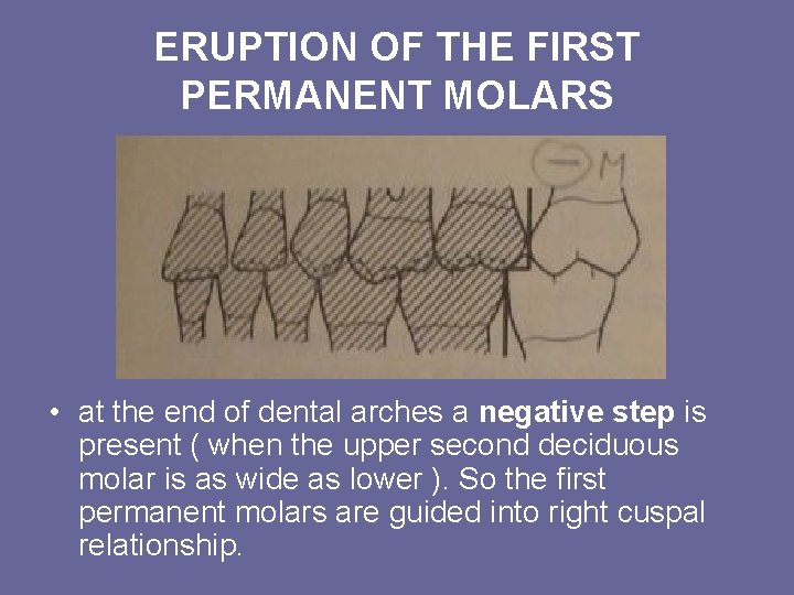ERUPTION OF THE FIRST PERMANENT MOLARS • at the end of dental arches a ERUPTION OF THE FIRST PERMANENT MOLARS • at the end of dental arches a