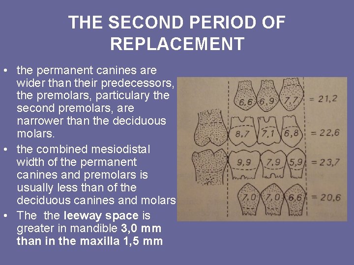 THE SECOND PERIOD OF REPLACEMENT • the permanent canines are wider than their predecessors, THE SECOND PERIOD OF REPLACEMENT • the permanent canines are wider than their predecessors,