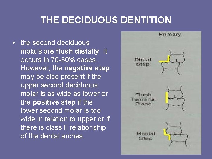 THE DECIDUOUS DENTITION • the second deciduous molars are flush distally. It occurs in THE DECIDUOUS DENTITION • the second deciduous molars are flush distally. It occurs in