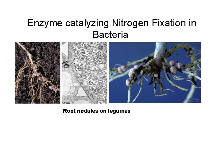 Enzyme catalyzing Nitrogen Fixation in Bacteria Root nodules on legumes 