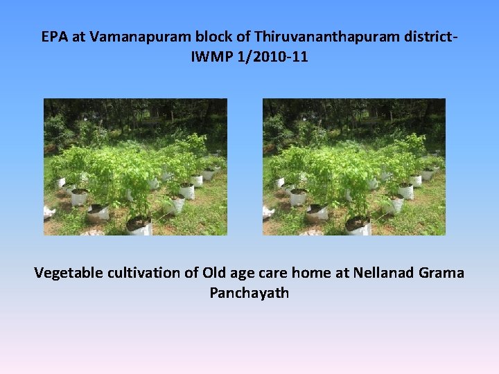 EPA at Vamanapuram block of Thiruvananthapuram district. IWMP 1/2010 -11 Vegetable cultivation of Old