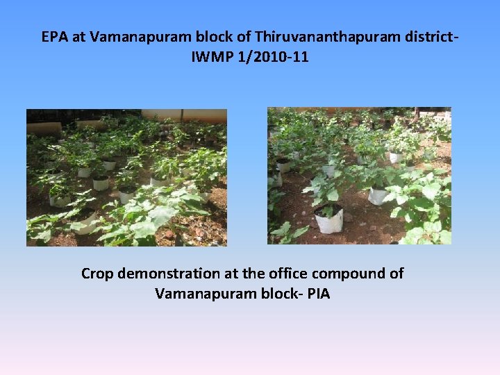 EPA at Vamanapuram block of Thiruvananthapuram district. IWMP 1/2010 -11 Crop demonstration at the