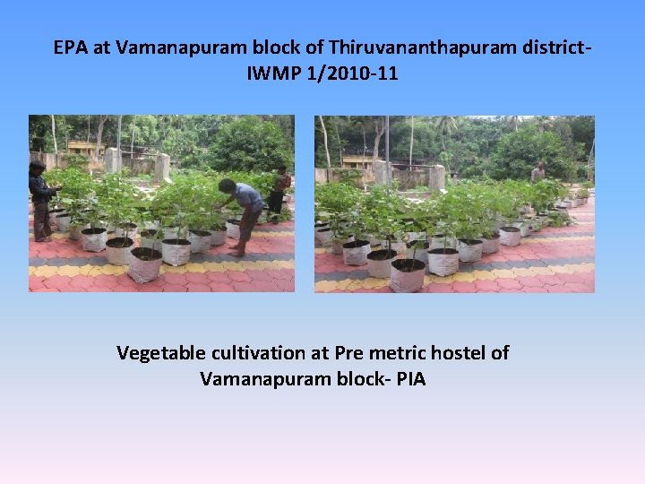 EPA at Vamanapuram block of Thiruvananthapuram district. IWMP 1/2010 -11 Vegetable cultivation at Pre