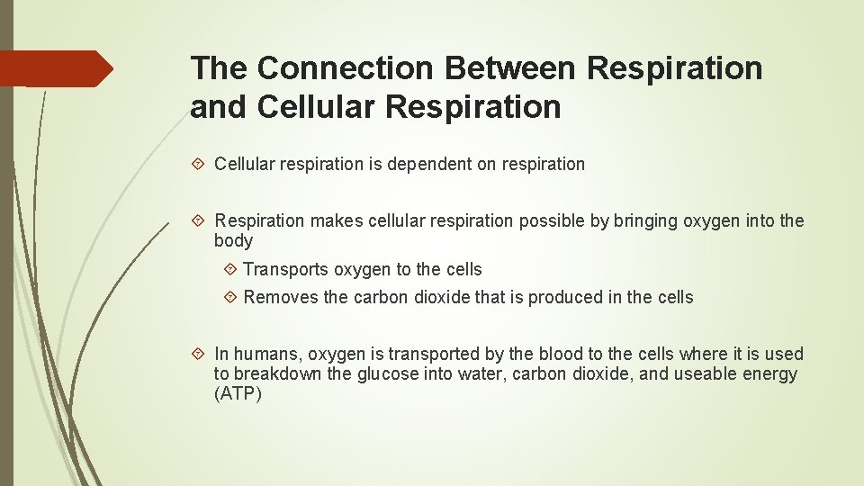 The Connection Between Respiration and Cellular Respiration Cellular respiration is dependent on respiration Respiration