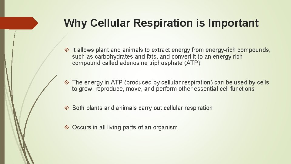 Why Cellular Respiration is Important It allows plant and animals to extract energy from