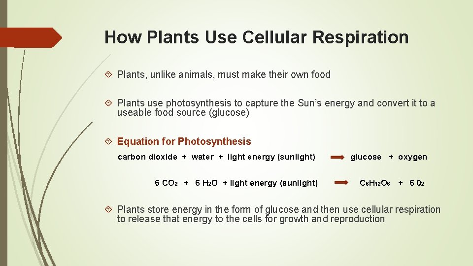 How Plants Use Cellular Respiration Plants, unlike animals, must make their own food Plants