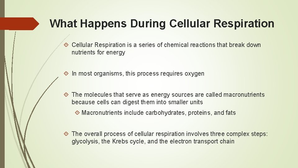 What Happens During Cellular Respiration is a series of chemical reactions that break down