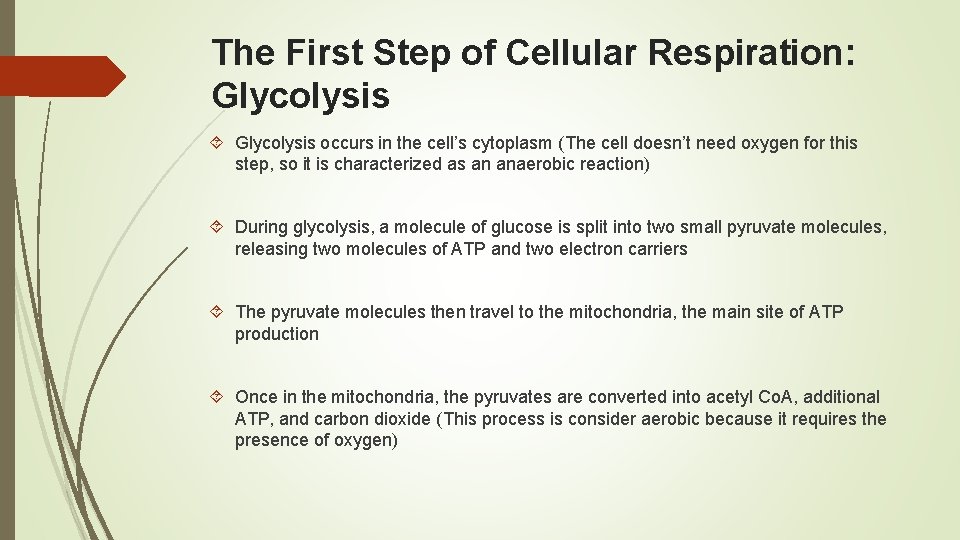 The First Step of Cellular Respiration: Glycolysis occurs in the cell’s cytoplasm (The cell
