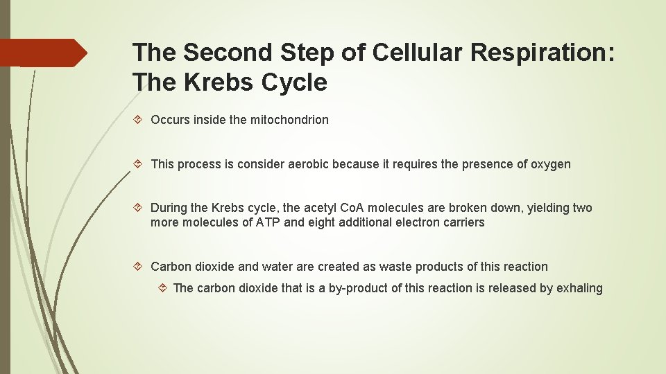 The Second Step of Cellular Respiration: The Krebs Cycle Occurs inside the mitochondrion This