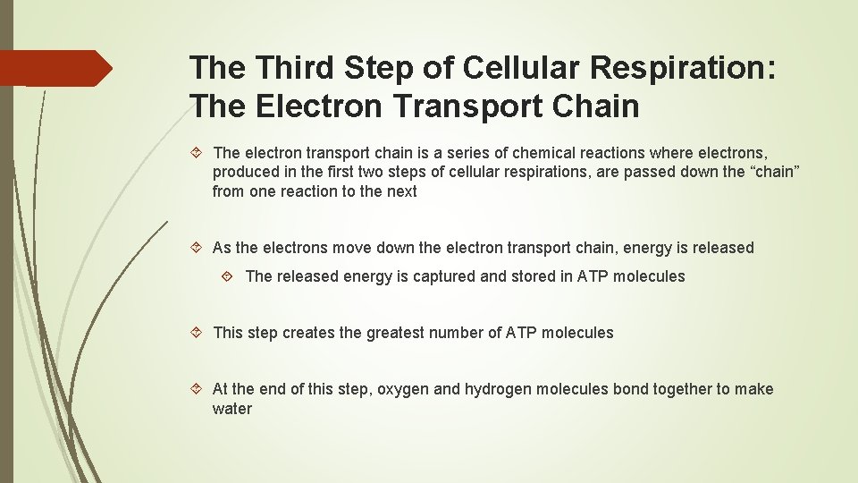 The Third Step of Cellular Respiration: The Electron Transport Chain The electron transport chain