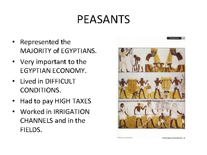 PEASANTS • Represented the MAJORITY of EGYPTIANS. • Very important to the EGYPTIAN ECONOMY.