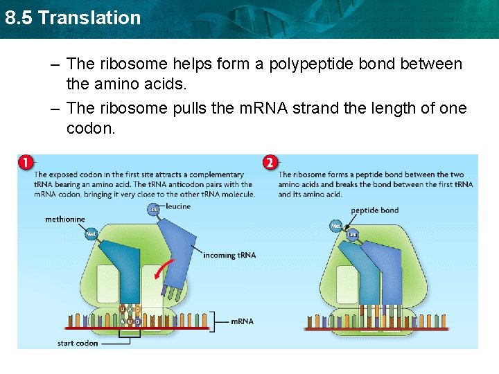 8. 5 Translation – The ribosome helps form a polypeptide bond between the amino