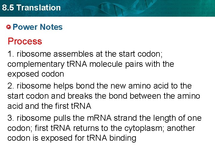 8. 5 Translation Power Notes Process 1. ribosome assembles at the start codon; complementary