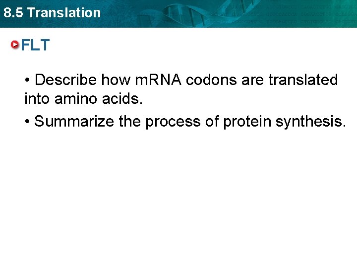 8. 5 Translation FLT • Describe how m. RNA codons are translated into amino