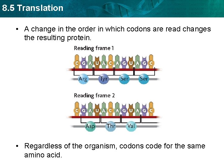 8. 5 Translation • A change in the order in which codons are read
