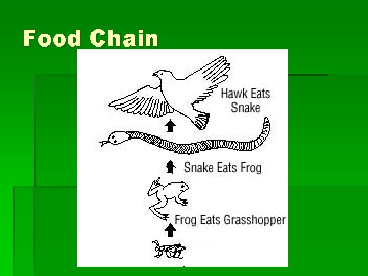 Food Chain 