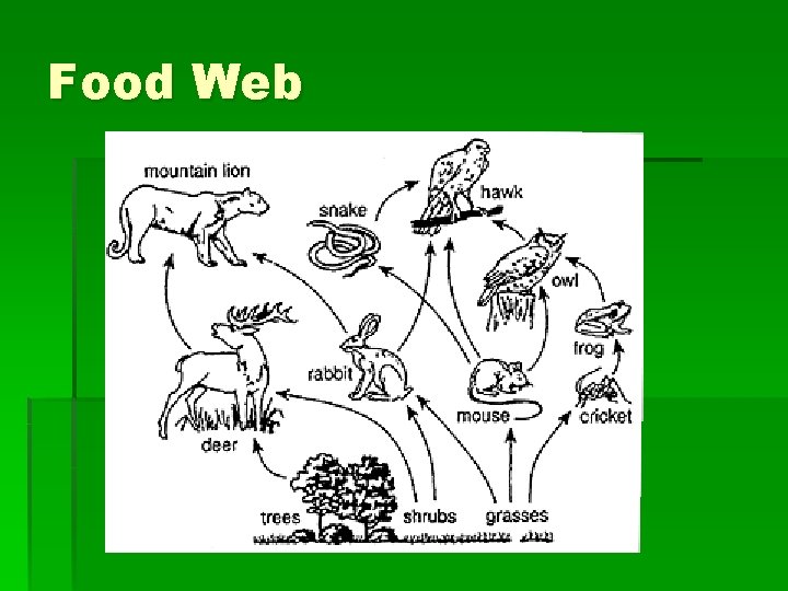 Food Web 