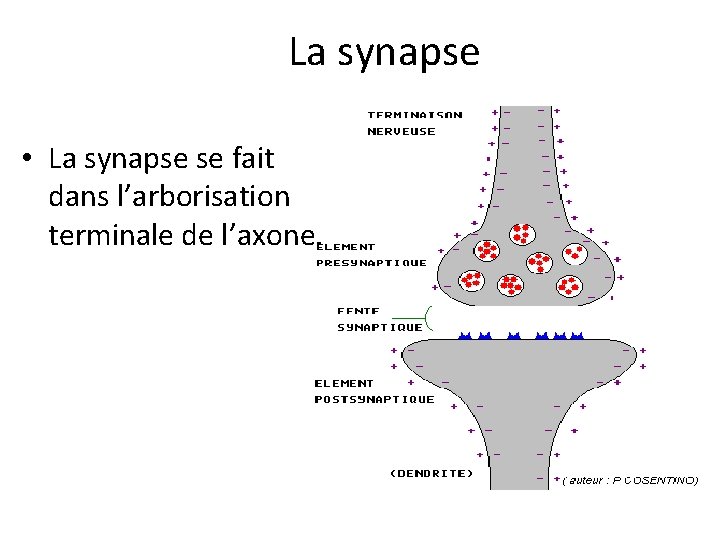 La synapse • La synapse se fait dans l’arborisation terminale de l’axone. 