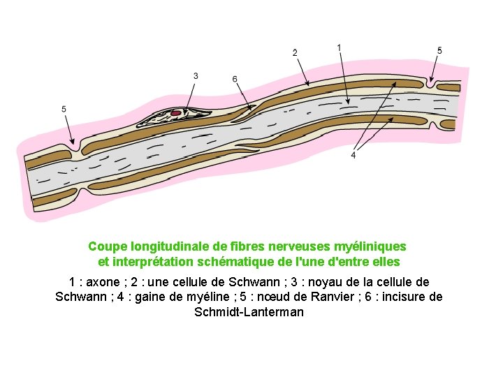 Coupe longitudinale de fibres nerveuses myéliniques et interprétation schématique de l'une d'entre elles 1