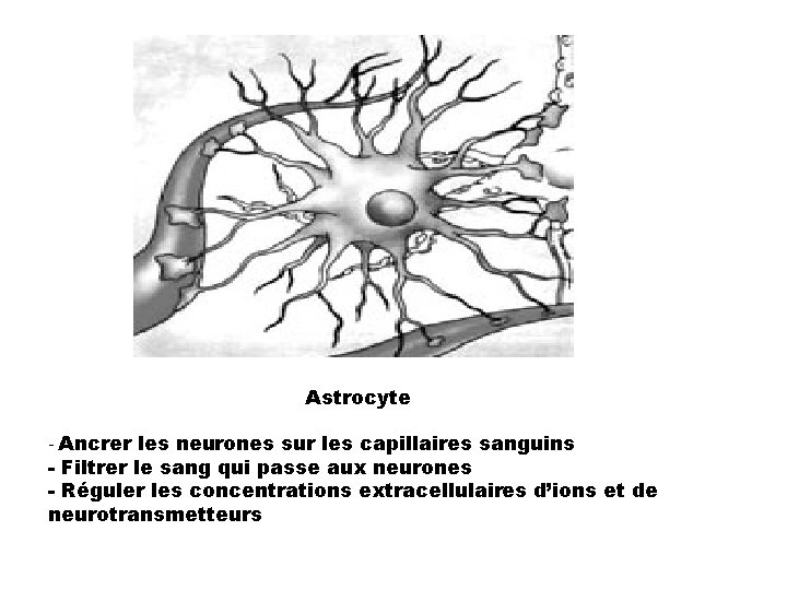 Astrocyte - Ancrer les neurones sur les capillaires sanguins - Filtrer le sang qui