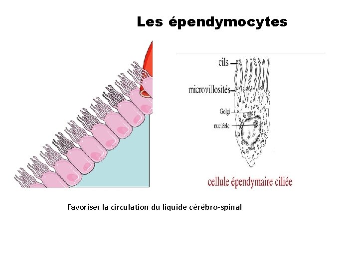 Les épendymocytes Favoriser la circulation du liquide cérébro-spinal 