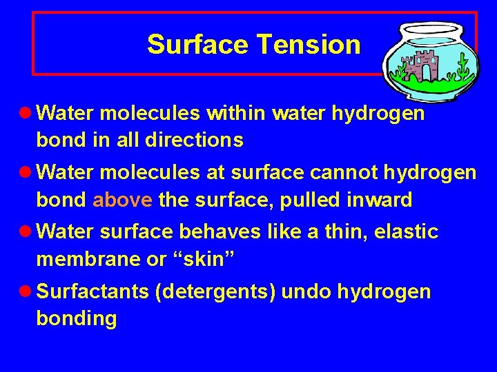 Surface Tension l Water molecules within water hydrogen bond in all directions l Water