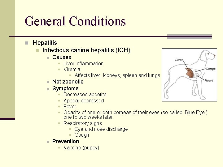 General Conditions n Hepatitis n Infectious canine hepatitis (ICH) n Causes § Liver inflammation