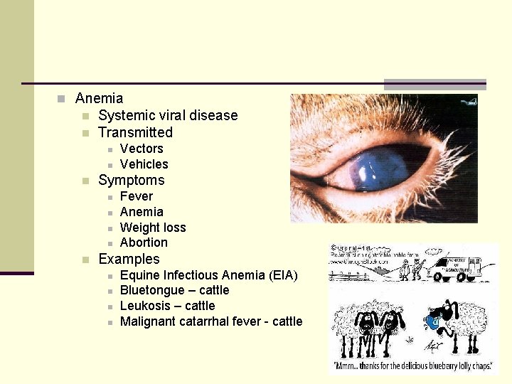 n Anemia n n Systemic viral disease Transmitted n n n Symptoms n n