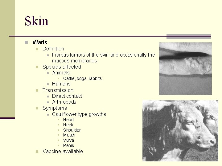 Skin n Warts n Definition n Fibrous tumors of the skin and occasionally the