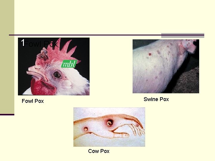 Fowl Pox Swine Pox Fowl Pox Cow Pox 