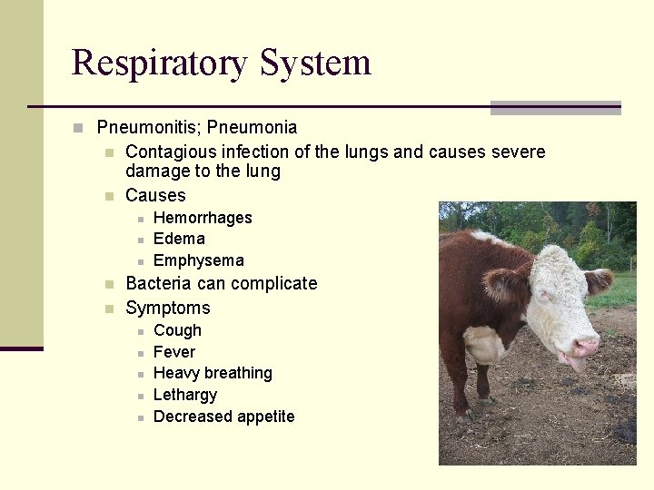 Respiratory System n Pneumonitis; Pneumonia n n Contagious infection of the lungs and causes