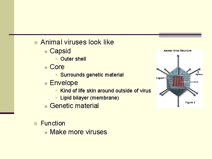 n Animal viruses look like n Capsid § Outer shell n Core § Surrounds