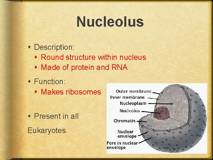 Nucleolus Description: Round structure within nucleus Made of protein and RNA Function: Makes ribosomes