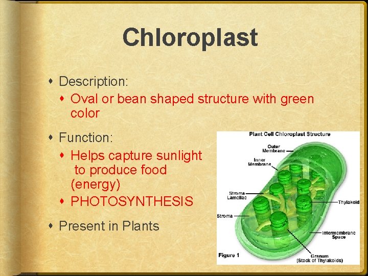 Chloroplast Description: Oval or bean shaped structure with green color Function: Helps capture sunlight