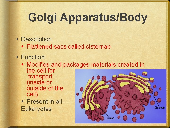 Golgi Apparatus/Body Description: Flattened sacs called cisternae Function: Modifies and packages materials created in